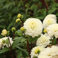 Free Thought Dahlia Tuber