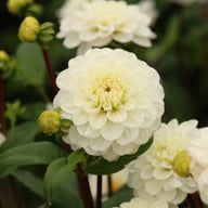 Free Thought Dahlia Tuber