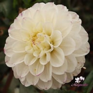 Free Thought Dahlia Knöl