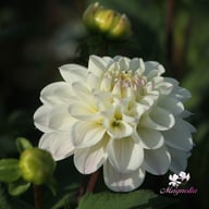 Free Thought Dahlia Knöl