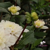 Free Thought Dahlia Knöl