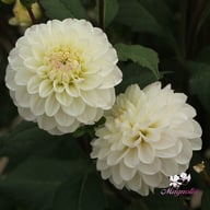 Free Thought Dahlia Knöl