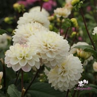 Free Thought Dahlia Knöl