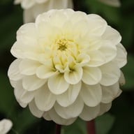 Free Thought Dahlia Tuber
