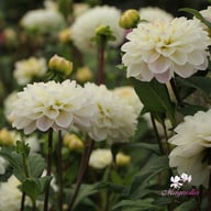 Free Thought Dahlia Knöl