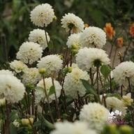 Free Thought Dahlia Knöl
