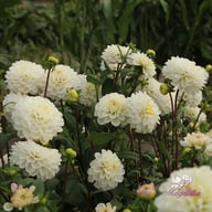 Free Thought Dahlia Knöl