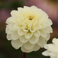 Free Thought Dahlia Tuber