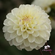 Free Thought Dahlia Knöl