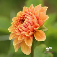 Freeman Dahlia Knöl