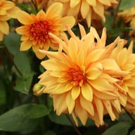 French Cancan Dahlia Tuber