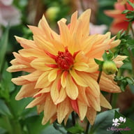 French Cancan Dahlia Tuber