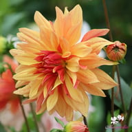 French Cancan Dahlia Tuber