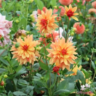 French Cancan Dahlia Tuber
