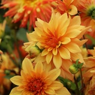 French Cancan Dahlia Tuber