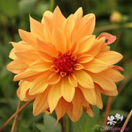 French Cancan Dahlia Tuber