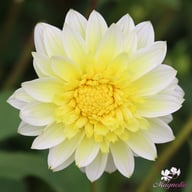 Freya's Paso Doble Dahlia Tuber