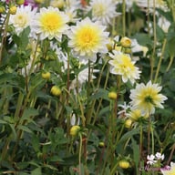 Freya's Paso Doble Dahlia Tuber