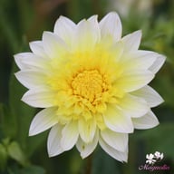 Freya's Paso Doble Dahlia Tuber