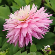 Fringed Idylle Dahlia Knöl