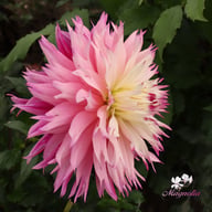 Fringed Idylle Dahlia Knöl