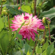 Fringed Idylle Dahlia Knöl