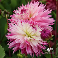 Fringed Idylle Dahlia Knöl