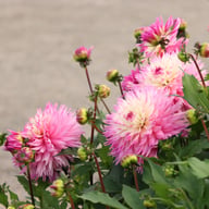 Fringed Idylle Dahlia Knöl