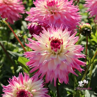 Fringed Idylle Dahlia Knöl