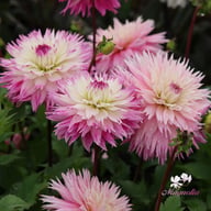 Fringed Idylle Dahlia Knöl