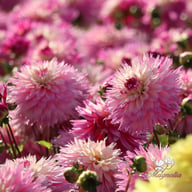 Fringed Idylle Dahlia Knöl