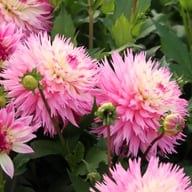 Fringed Idylle Dahlia Knöl