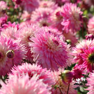 Fringed Idylle Dahlia Knöl