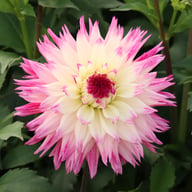 Fringed Idylle Dahlia Knöl