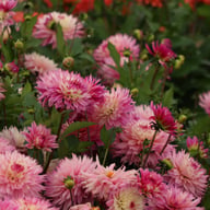 Fringed Idylle Dahlia Knöl