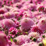 Fringed Idylle Dahlia Knöl
