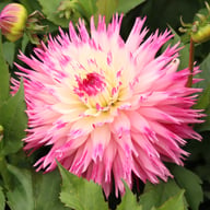 Fringed Idylle Dahlia Knöl