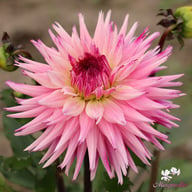 Fringed Idylle Dahlia Knöl