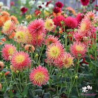 Fringed Star Dahlia Knöl