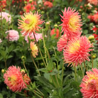 Fringed Star Dahlia Tuber