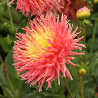 Fringed Star Dahlia Tuber