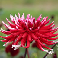 Friquolet Dahlia Knöl