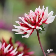 Friquolet Dahlia Knöl