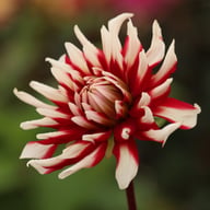 Friquolet Dahlia Tuber