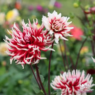 Friquolet Dahlia Knöl