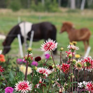 Friquolet Dahlia Knöl