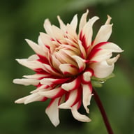 Friquolet Dahlia Tuber