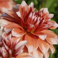 Frost Nip Dahlia Tuber