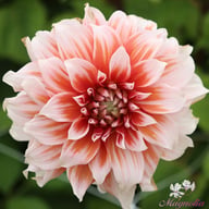 Frost Nip Dahlia Tuber
