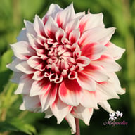 Frost Nip Dahlia Tuber